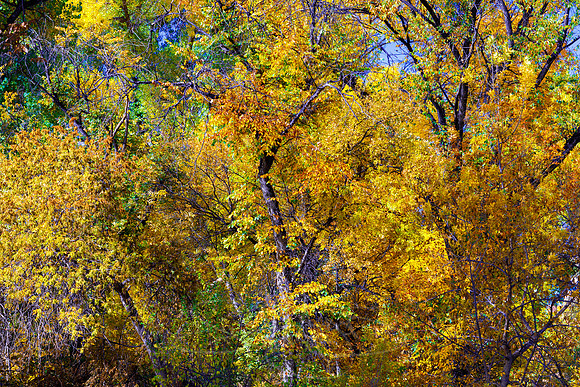 FallColorStock-10