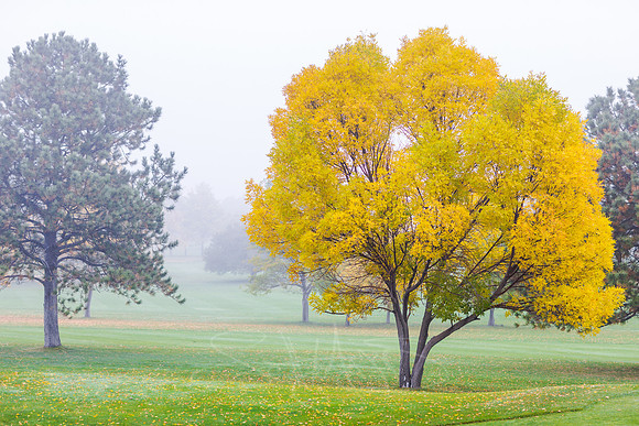 FallColorStock-12