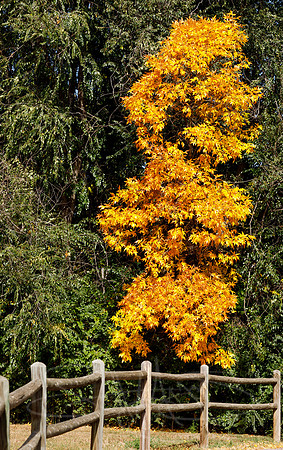 FallColorStock-11