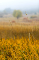 FallColorStock-14