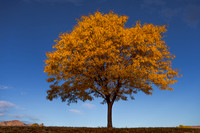 FallColorStock
