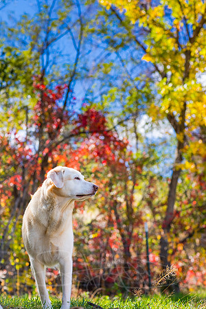 FallColorStock-16