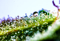trichomes-2