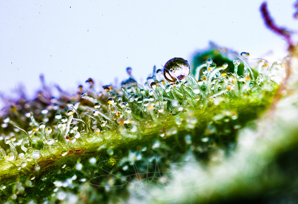 trichomes-2