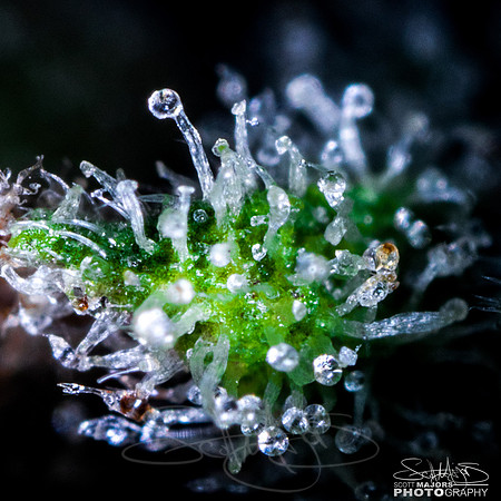 soursunset-2
