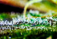 trichomes