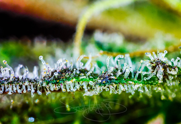 trichomes