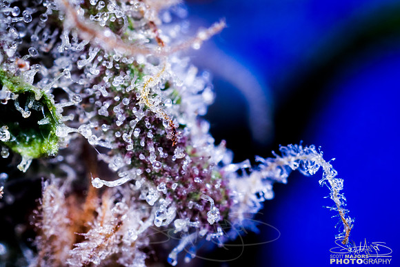 soursunset-3