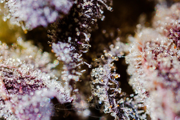 TankFrosty-3