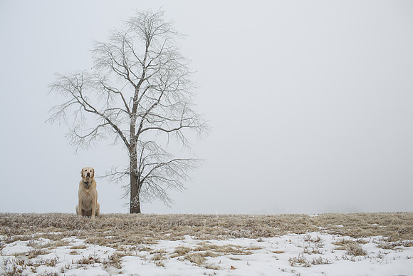 Foggy February Morning-13-6
