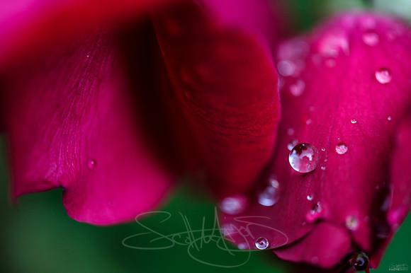 bokefulrosedrop