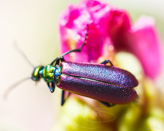 oilybug