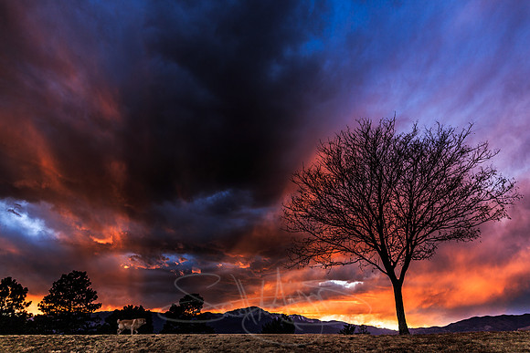 Ufa's tree sunset2