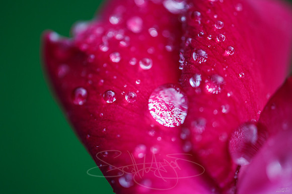 bokefulrosedrop-2