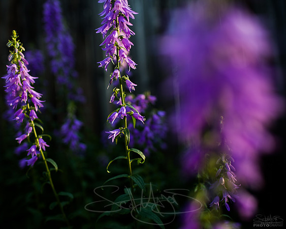 MORNINGLIGHT