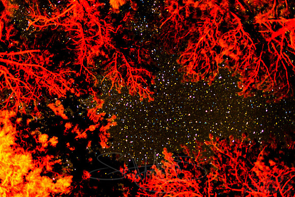 cosmos