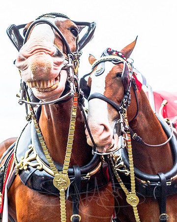 goofyhorses