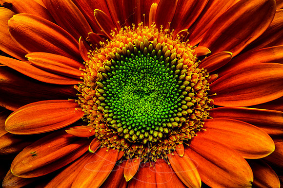 orangflowermood