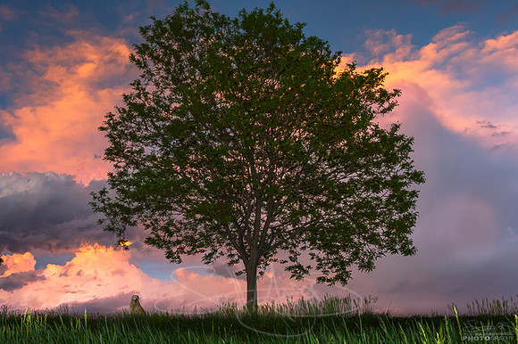UfaPracticeLowLightTree-6