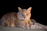 Beans the Cat