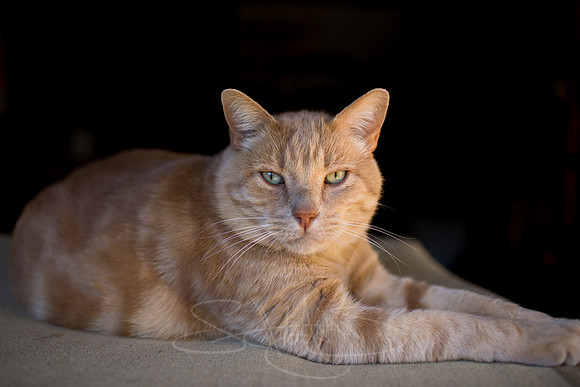 Beans the Cat