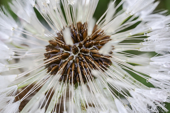 Dandy1