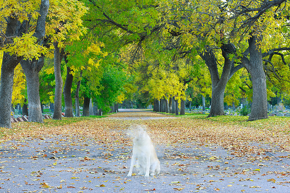 Fall Dog Portrait Ghost-1