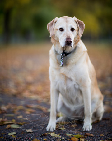 Fall Dog Portrait-2