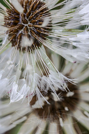 Dandy1-3